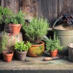 Kitchen-Gardening-Tips